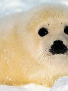 Other Wallpapers 0731